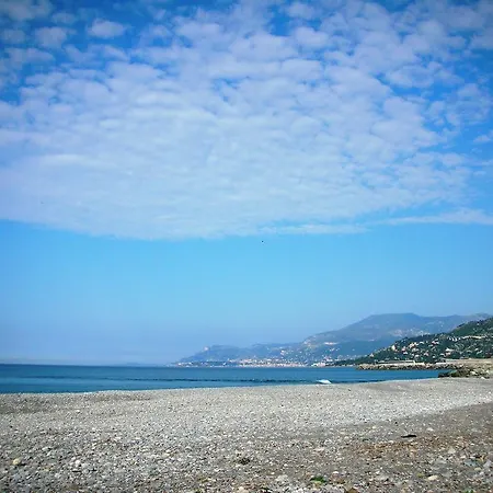 Araucaria * Βεντιμίλια